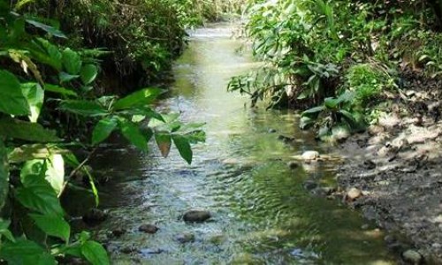 Associação Ambiental luta para salvar fragmento importante da Mata Atlântica em BM e VR